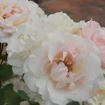Panoramic 호텔 3*