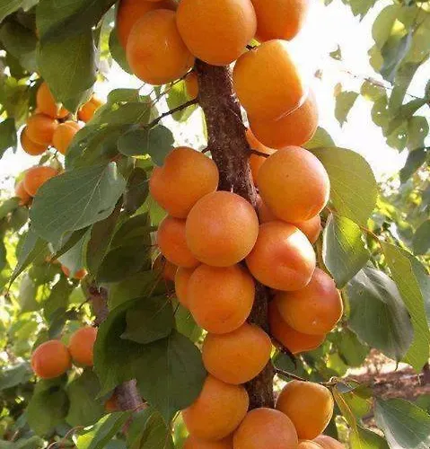 호텔 Panoramic Montepulciano Stazione